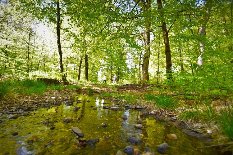 Cap Sûre-Anlier - Balades en forêt ardennaise