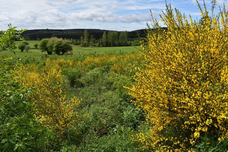 Cap Sûre-Anlier - Balades en forêt ardennaise