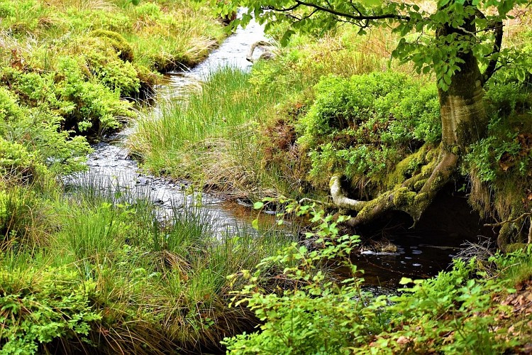 Cap Sûre-Anlier - Balades en forêt ardennaise