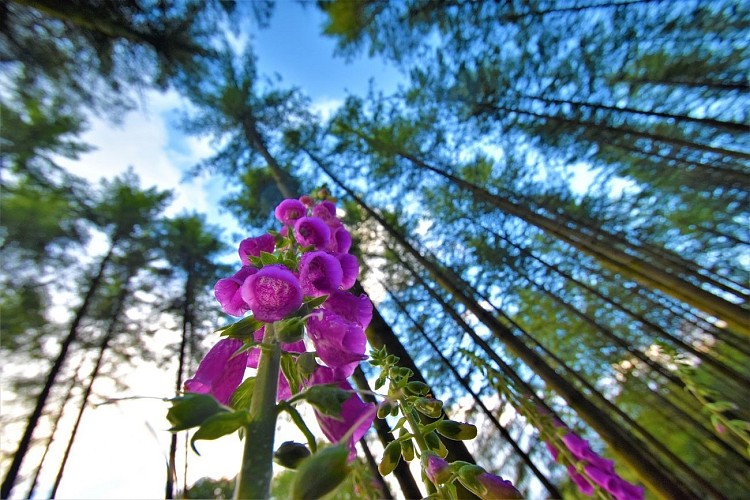 Cap Sûre-Anlier - Balades en forêt ardennaise