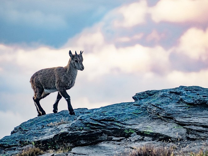 Percorso a piedi del castello di Aussois
