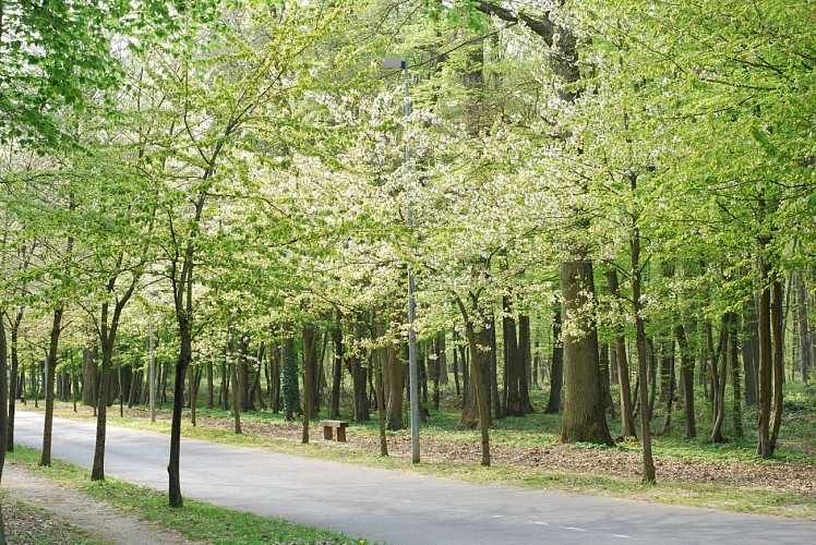Du bois de Chigny au golf de Bussy-Guermantes_Chanteloup-en-Brie