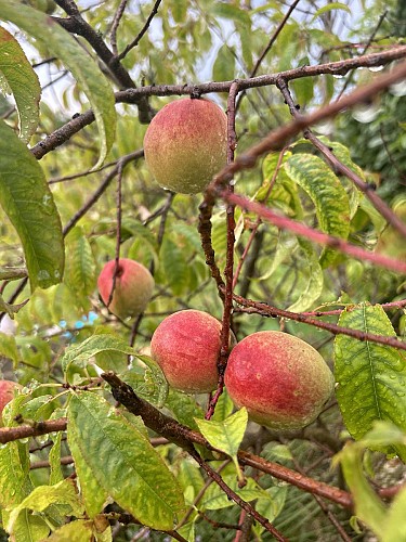 Pêches de vigne