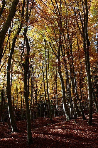 Hêtraie de la Nugère