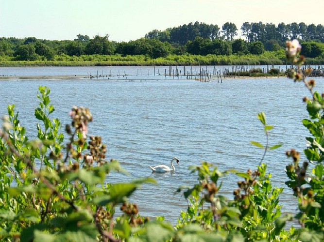 Au Teich, comme un oiseau sur le sentier du littoral