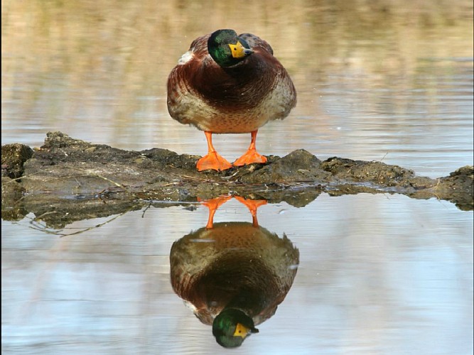 Au Teich, comme un oiseau sur le sentier du littoral
