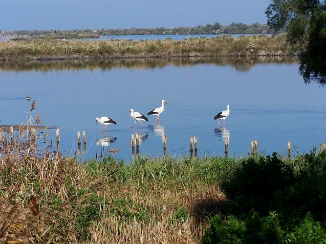 Au Teich, comme un oiseau sur le sentier du littoral
