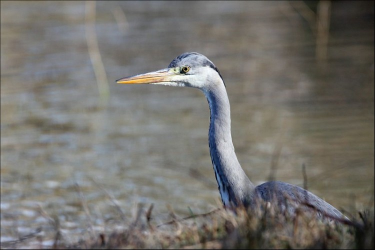 Au Teich, comme un oiseau sur le sentier du littoral