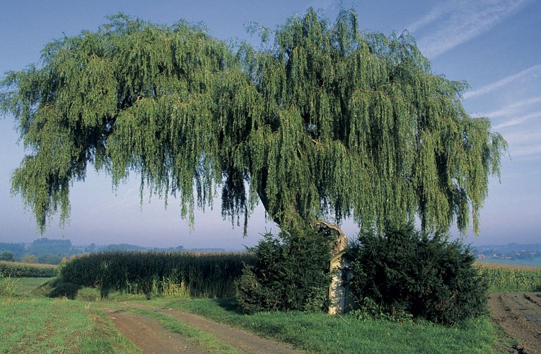 Promenade de la croix philosophe