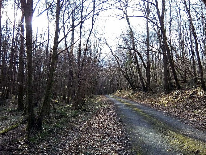 Caudrot-route-au-milieu-de-la-forêt
