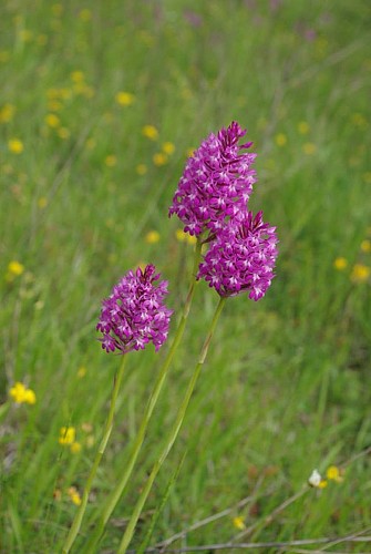 orchidées auros