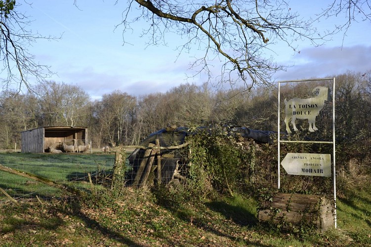 La toison douce aillas