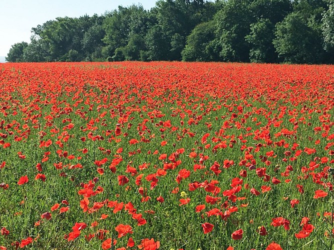 Coquelicots