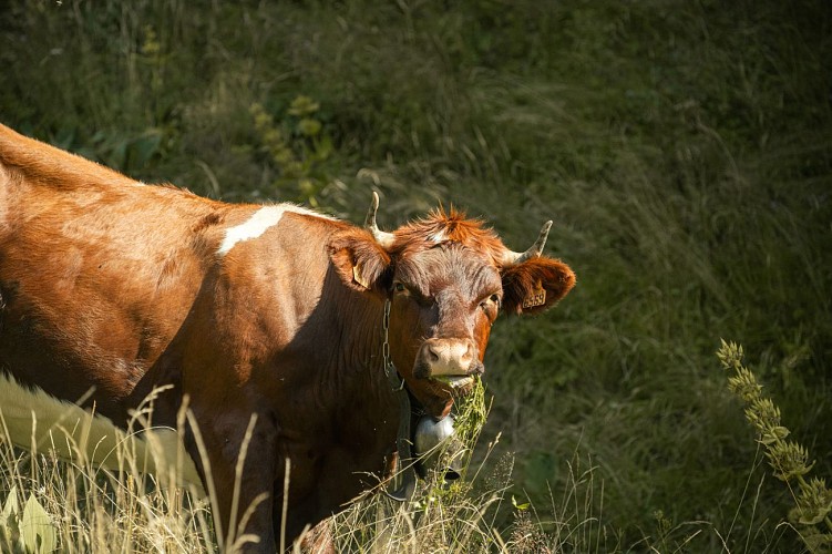 Petit tour des Crêtes de Seytroux hiking trail_Seytroux