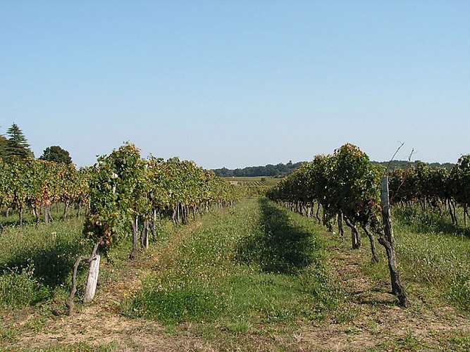 nastringues-vignes