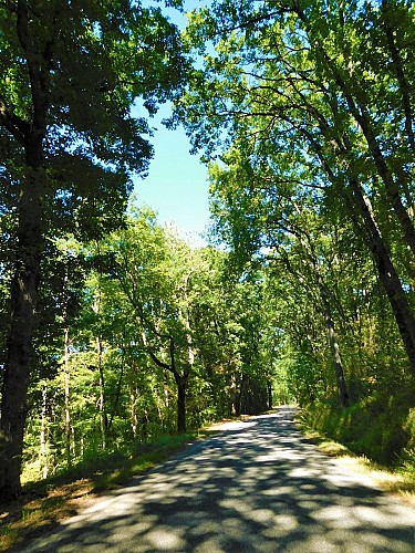 Forêt 1 Mauressac 43°18'57.5N 1°25'01.6E