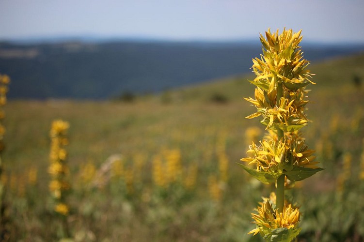 Wanderung: Catheline - Crêt de la Neige über Brulat Frésy_Lélex