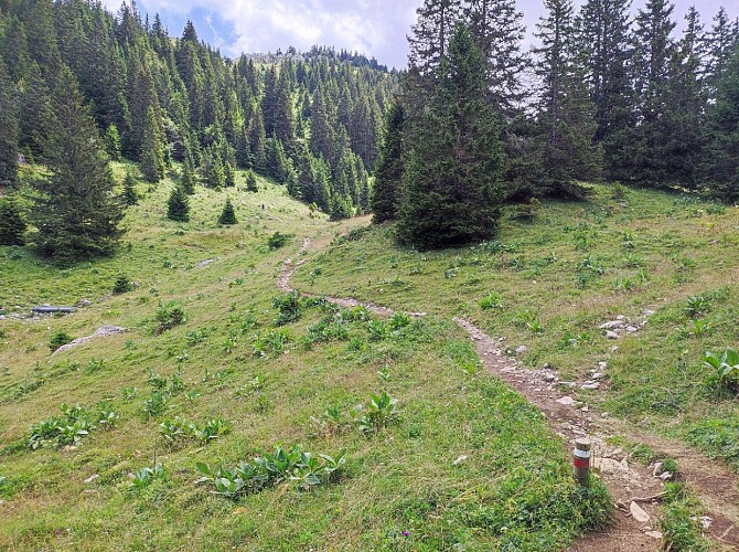 Chemin menant au Crêt de la Neige