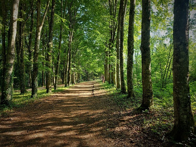 MTB-Strecke 1 grün - Der Wald von Rothonne: Le Renard - Espace FFC Ain Forestière