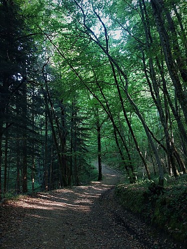 MTB-Strecke 1 grün - Der Wald von Rothonne: Le Renard - Espace FFC Ain Forestière