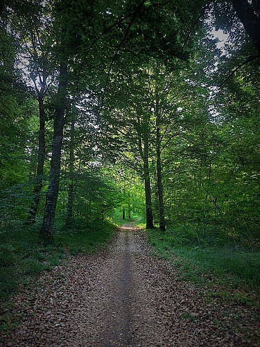 MTB-Strecke 1 grün - Der Wald von Rothonne: Le Renard - Espace FFC Ain Forestière