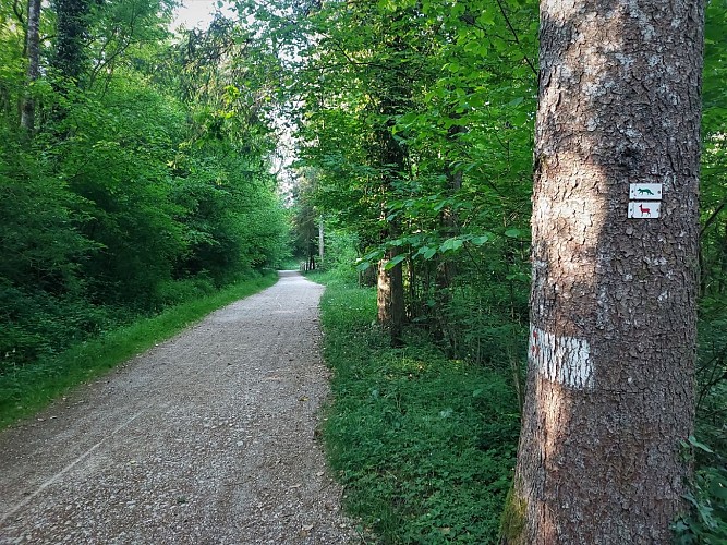 Трасса MTB 1 зеленая - Ротоннский лес: Le Renard - Espace FFC Ain Forestière