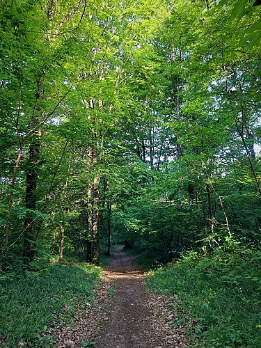 MTB-Strecke 2 blau - Der Wald von Rothonne: Le Cerf - Espace FFC Ain Forestière