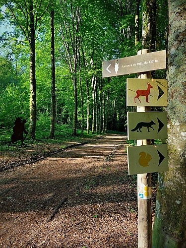 MTB-Strecke 2 blau - Der Wald von Rothonne: Le Cerf - Espace FFC Ain Forestière