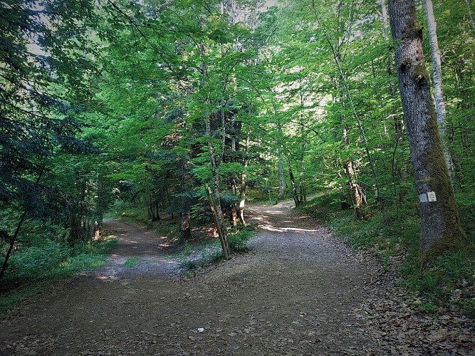 MTB track 2 blue - Rothonne forest: Le Cerf - Espace FFC Ain Forestière