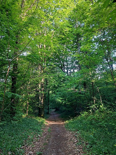 MTB trail 4 - Rothonne forest - Espace FFC Ain Forestière