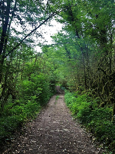 5-MTB trail - Lac d'Armaille - Espace FFC Ain Forestière