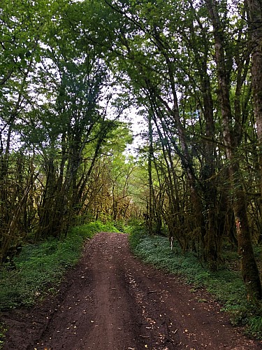 5-MTB trail - Lac d'Armaille - Espace FFC Ain Forestière