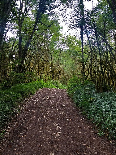 5-MTB trail - Lac d'Armaille - Espace FFC Ain Forestière