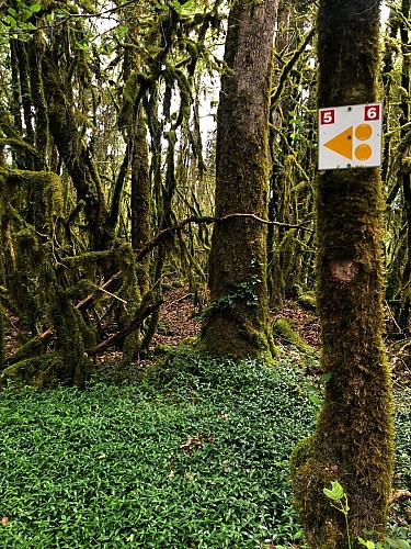 6-red MTB trail - Les Enfants du Marais - Espace FFC Ain Forestière