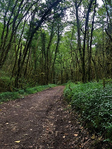 6-red MTB trail - Les Enfants du Marais - Espace FFC Ain Forestière