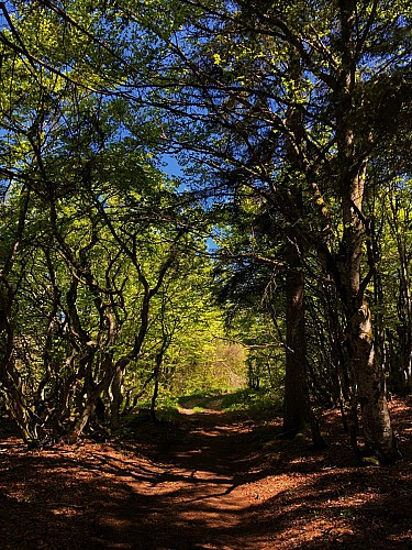 Sentier nature "Sentier du Maquis"