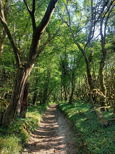 Hike : Armaille Lake