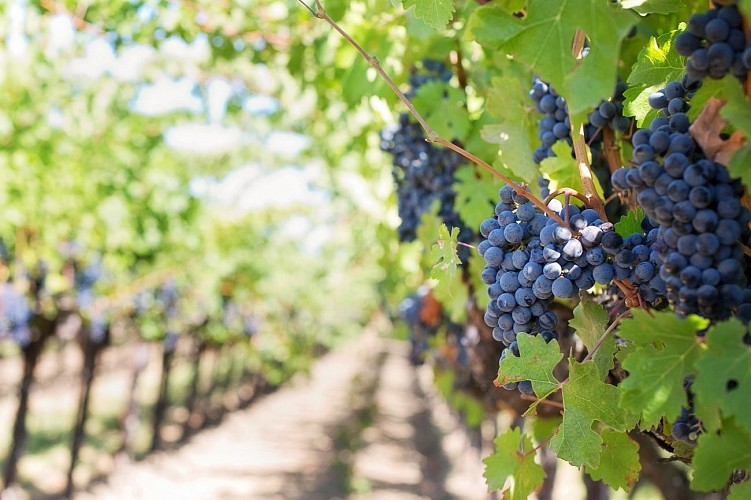Hike in the vineyards of Marignieu