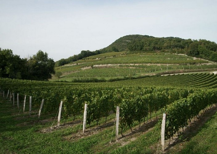 Hike in the vineyards of Marignieu