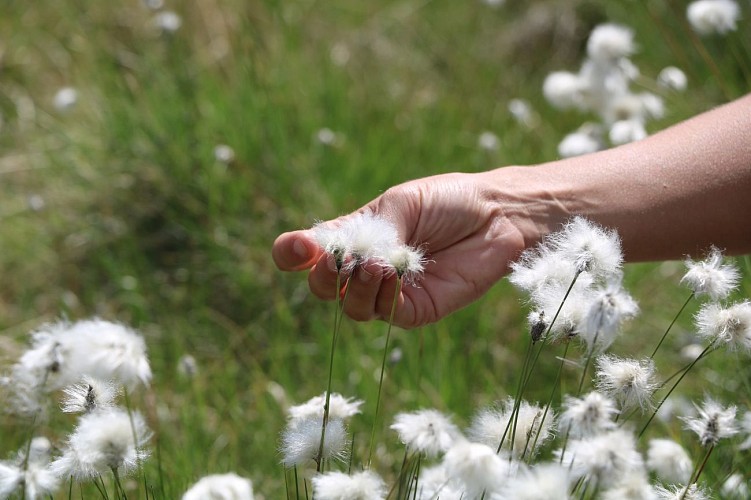 Tourbière visite Emilie linaigrette - printemps 22 - @OTC HC Jérémy Truant (5)