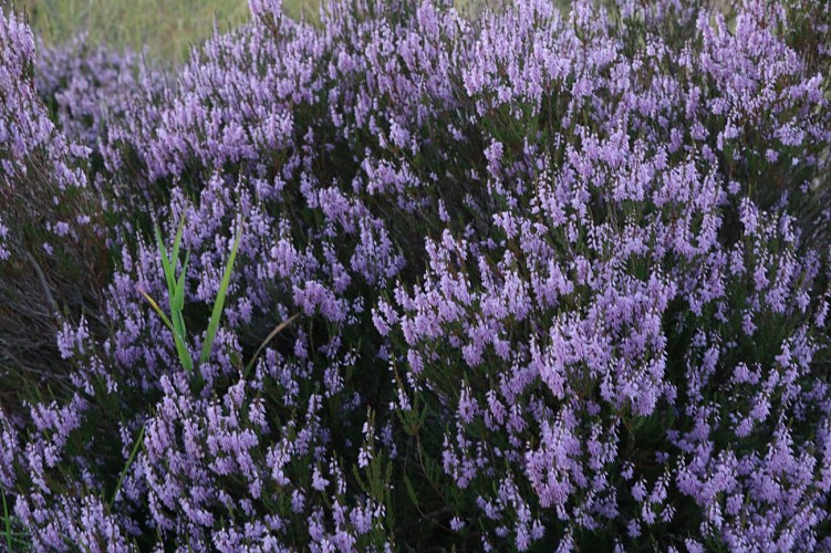 Tourbières du Longeyroux - août 2021 - @OTC HC JT - ComEx (3)