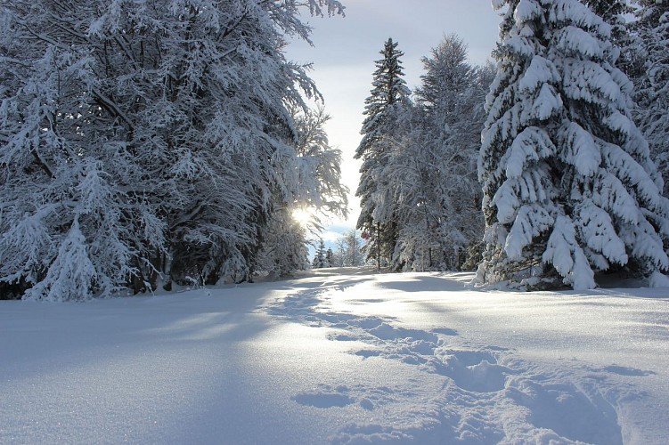 Ecureuil snowshoe trail