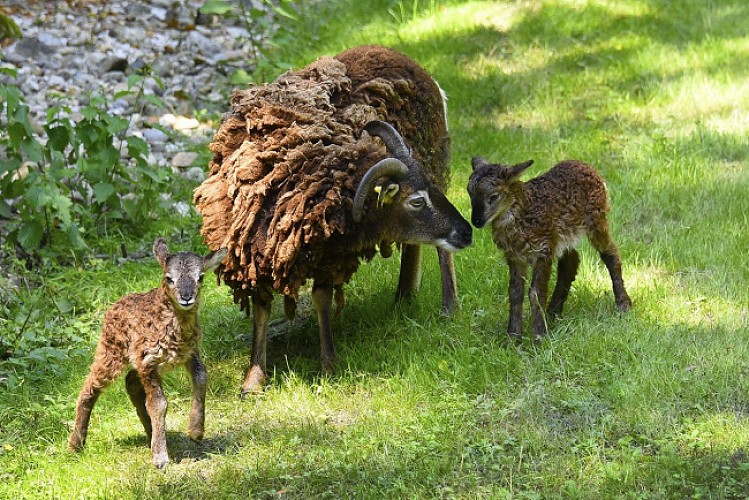 Moutons du fort de Bron