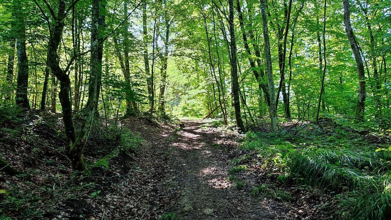 Chemin en forêt