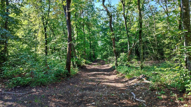 Chemin en forêt