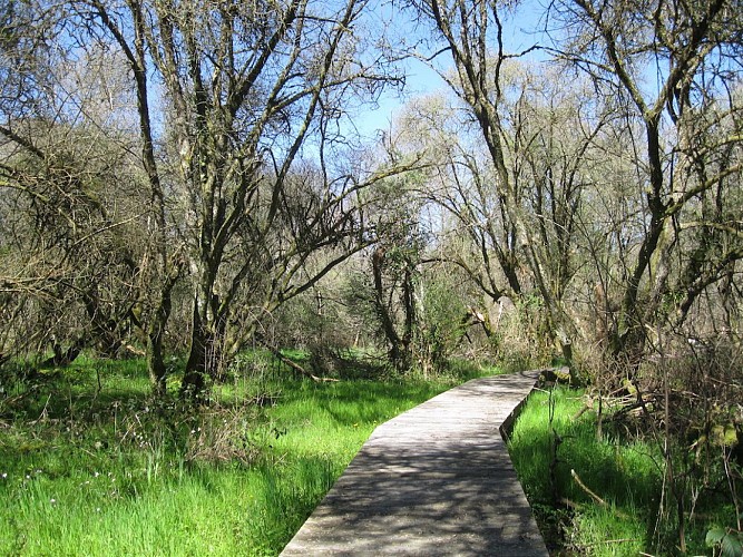 Chemin Yourcenar au début du printemps web