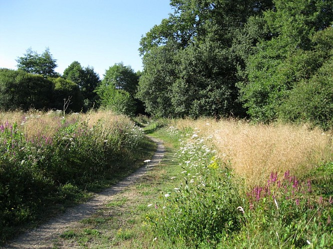 Lande humide de Grossereix en été