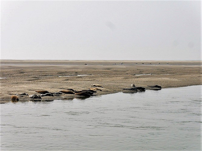 Phoques en Baie d'Authie