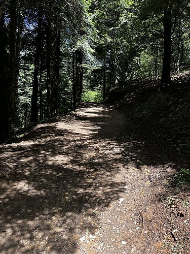 Début en sous-bois