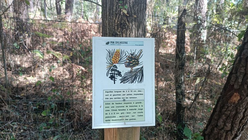 Saint Sauveur de Bergerac (28)